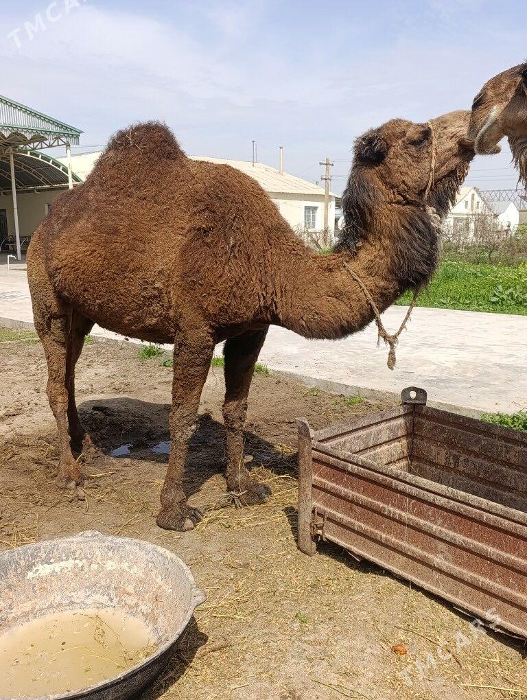 DÜYE - Гёкдепе - img 1