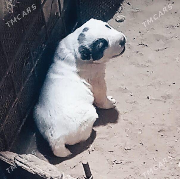 alaway - Aşgabat - img 1