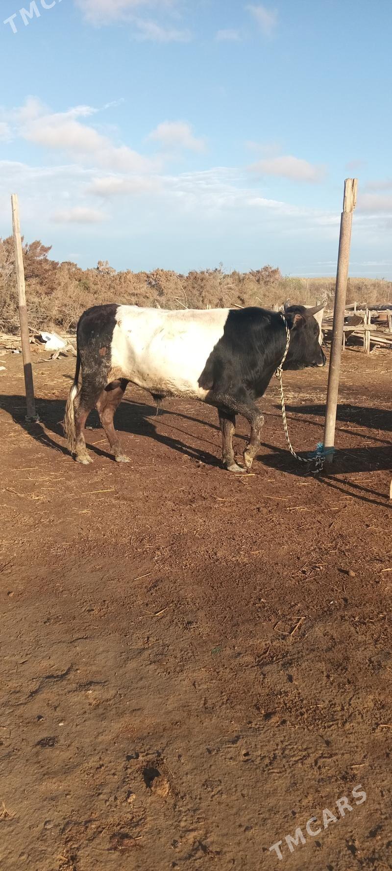 Öküz - Этрек - img 1