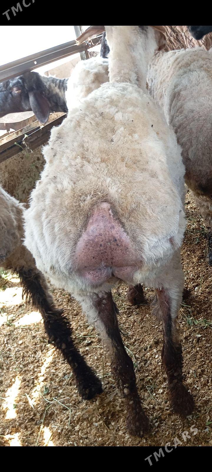 goyun - Ашхабад - img 1