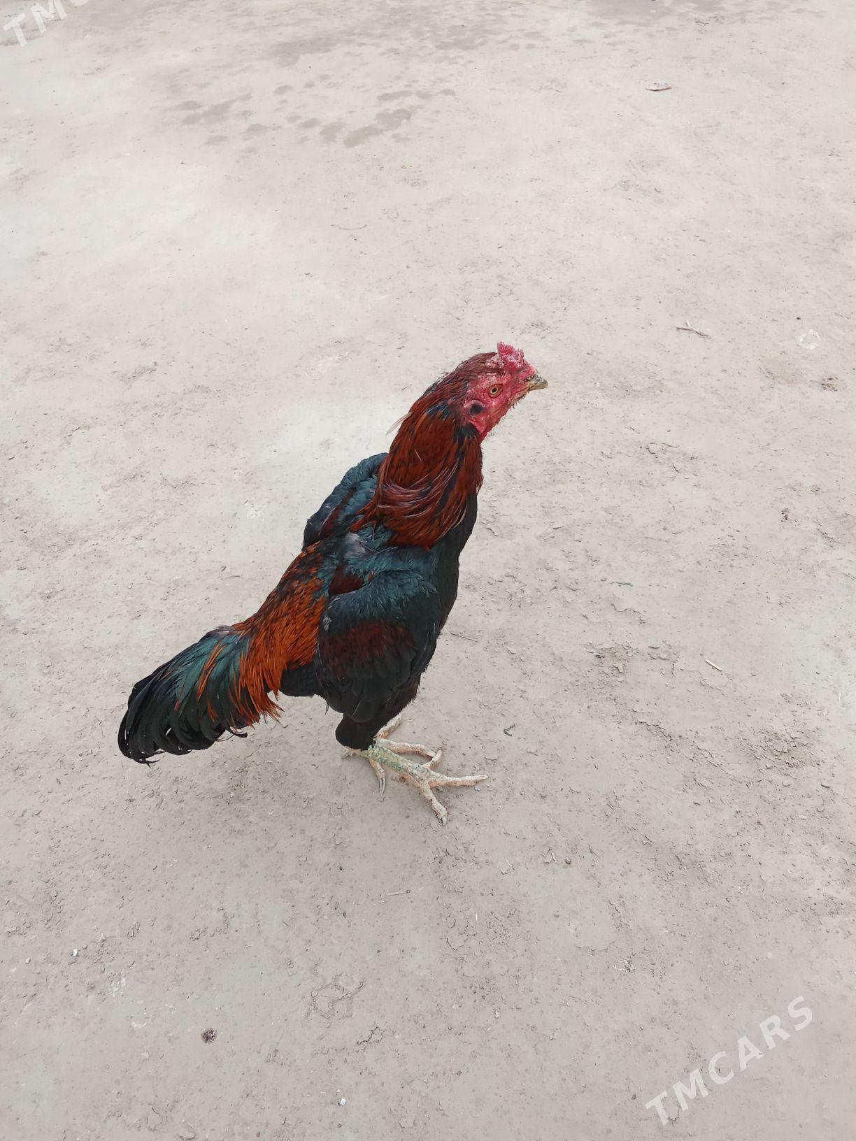 horaz - Байрамали - img 1