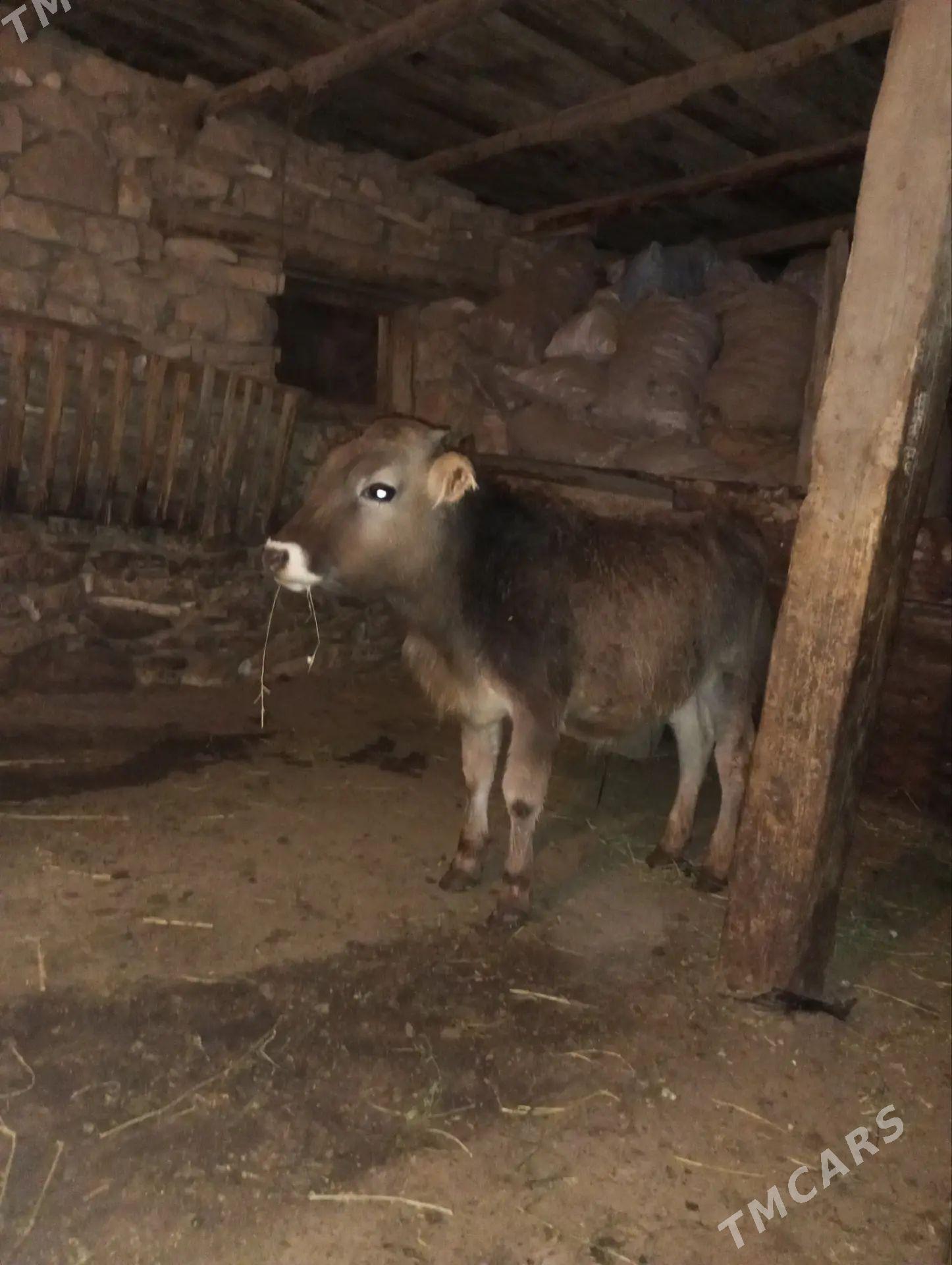 okuz - Бахарден - img 1