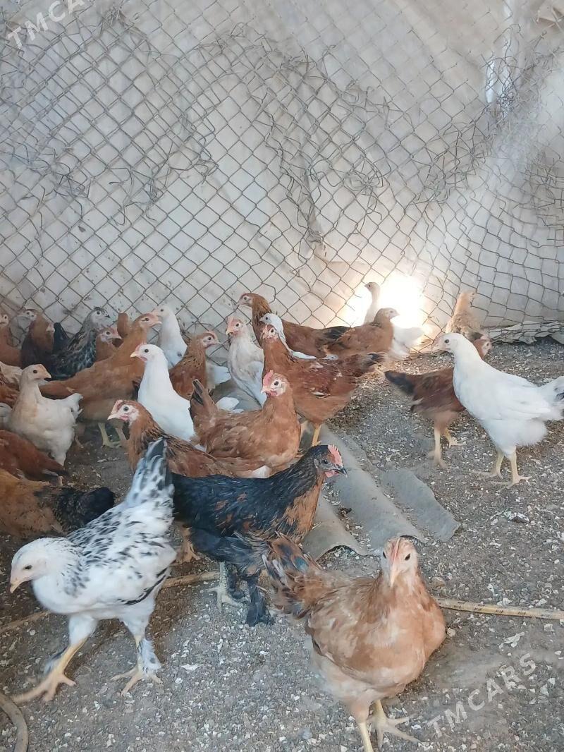 Yas juyjeler - Сакарчага - img 1