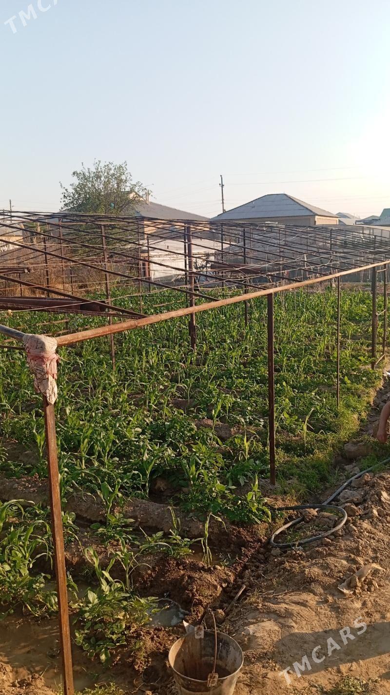 TeplisaTeplisa - Мары - img 1