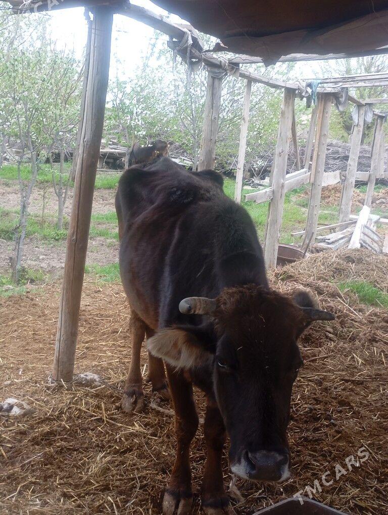 göleli sygyr - Бахарден - img 1