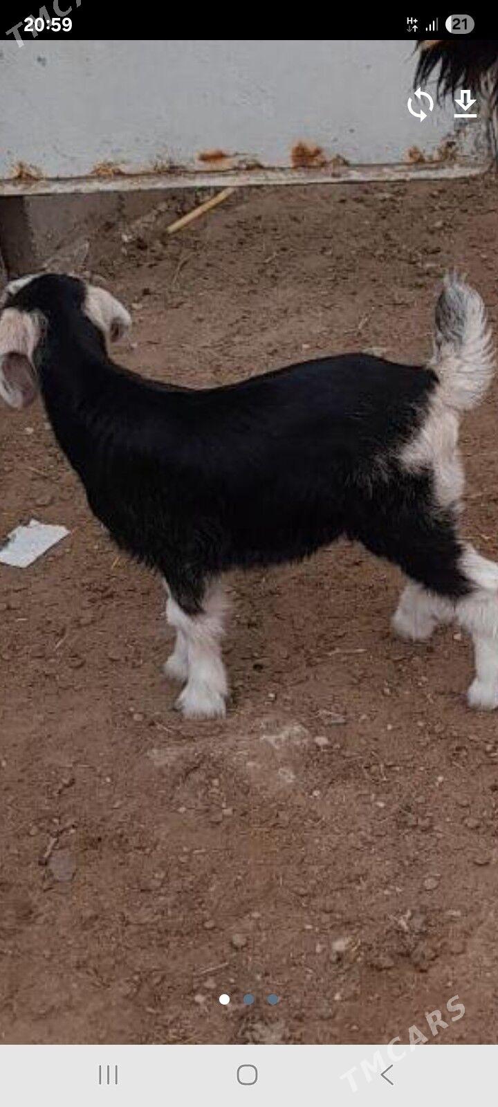 Owlak - Туркменбаши - img 1