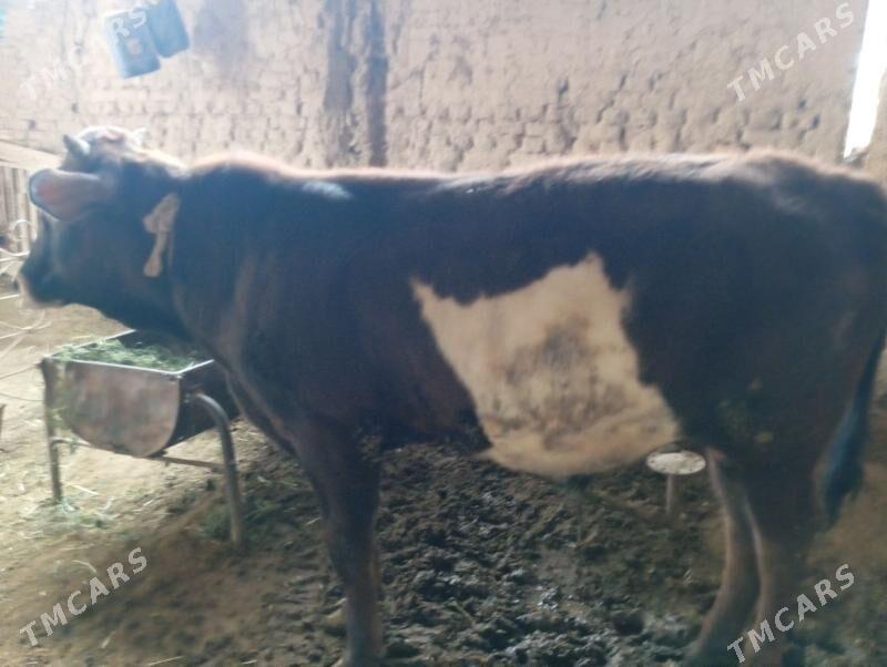 öküz - Mary - img 1