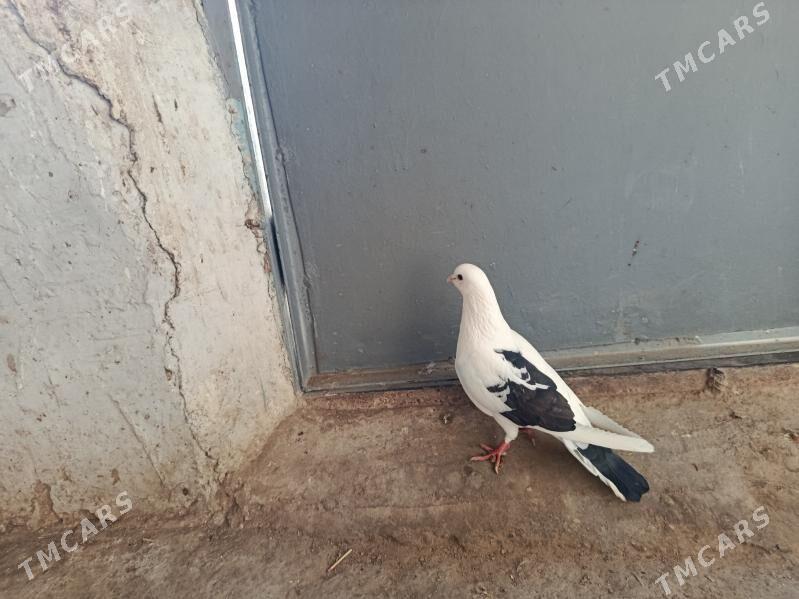 kepderi. - Гызыларбат - img 1