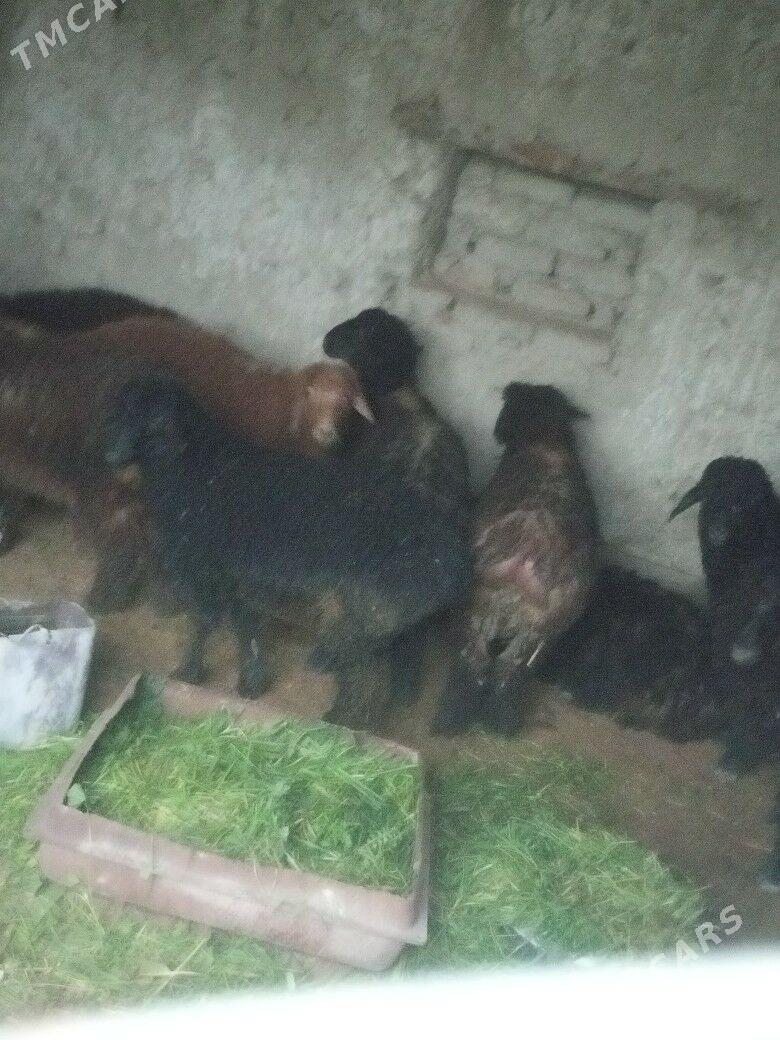 berre toklyllar - Бахарден - img 1