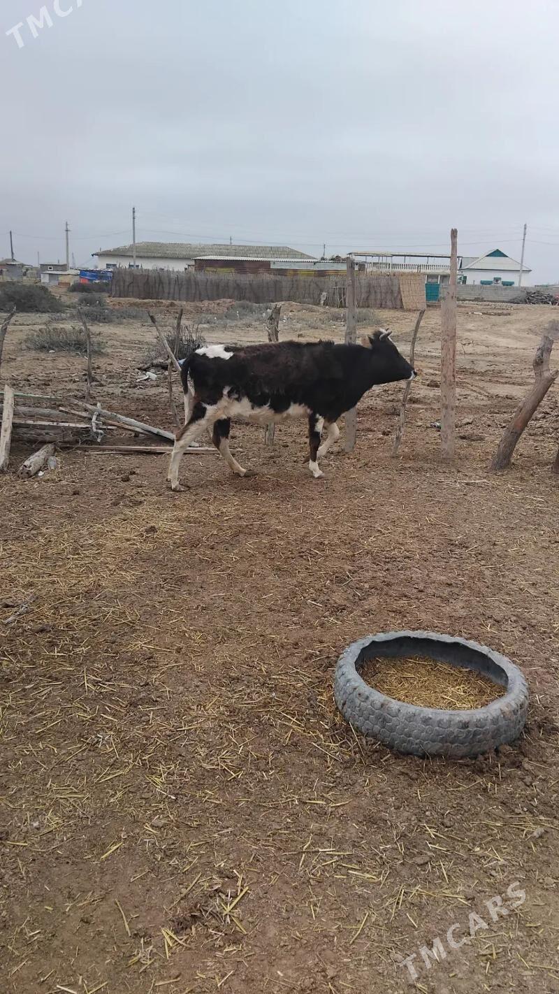 sygyr bogaz ardanaly - Etrek - img 1