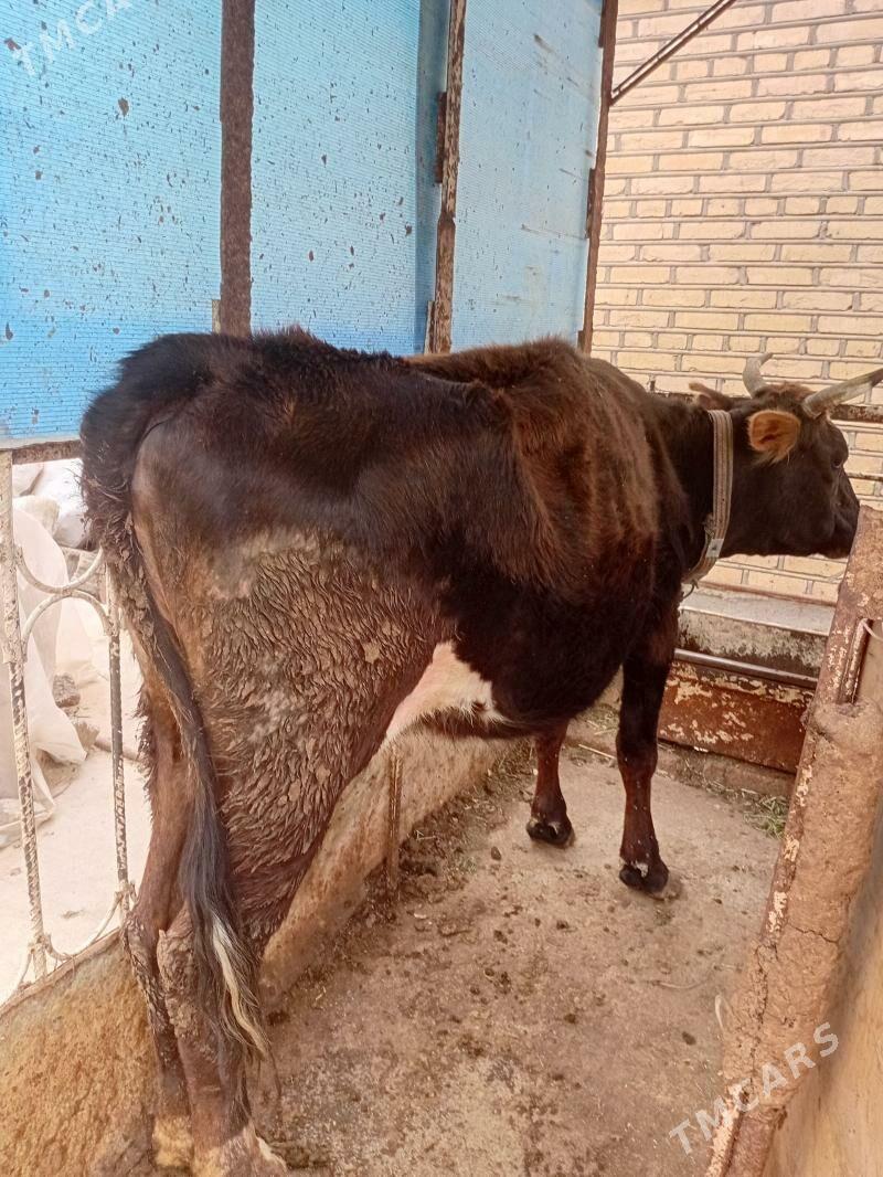 Sygyr - Теджен - img 1