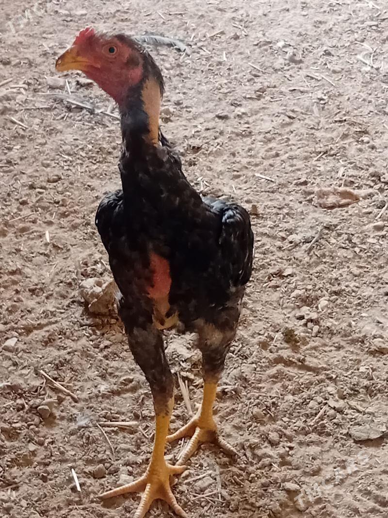 Horaz - Чарджоу - img 1