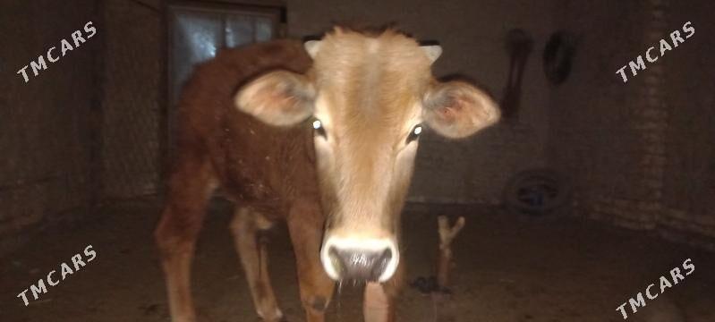 Öküzçe - Sakarçäge - img 1