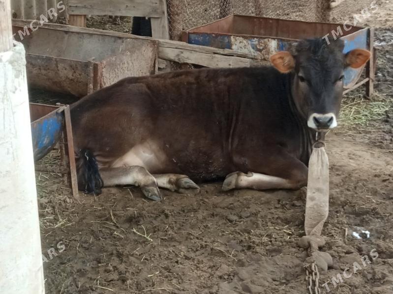 Tuwe bakylan - Бабадайхан - img 1