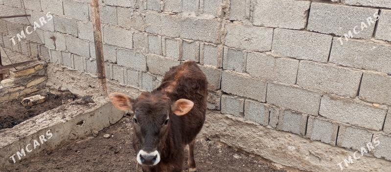 gole - Балканабат - img 1