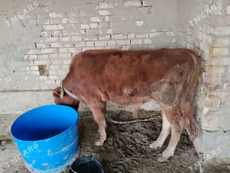 Okuz - Сакарчага - img 1