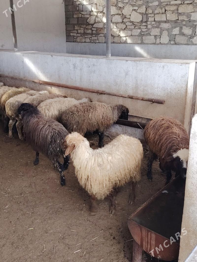 Öweç işşek - Balkanabat - img 1