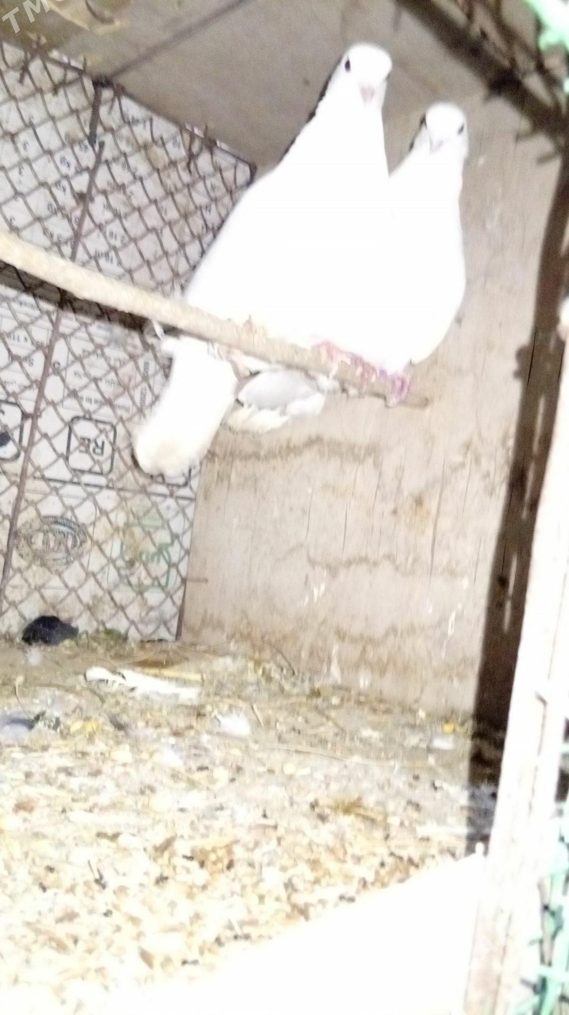 kepderi - Мургап - img 1