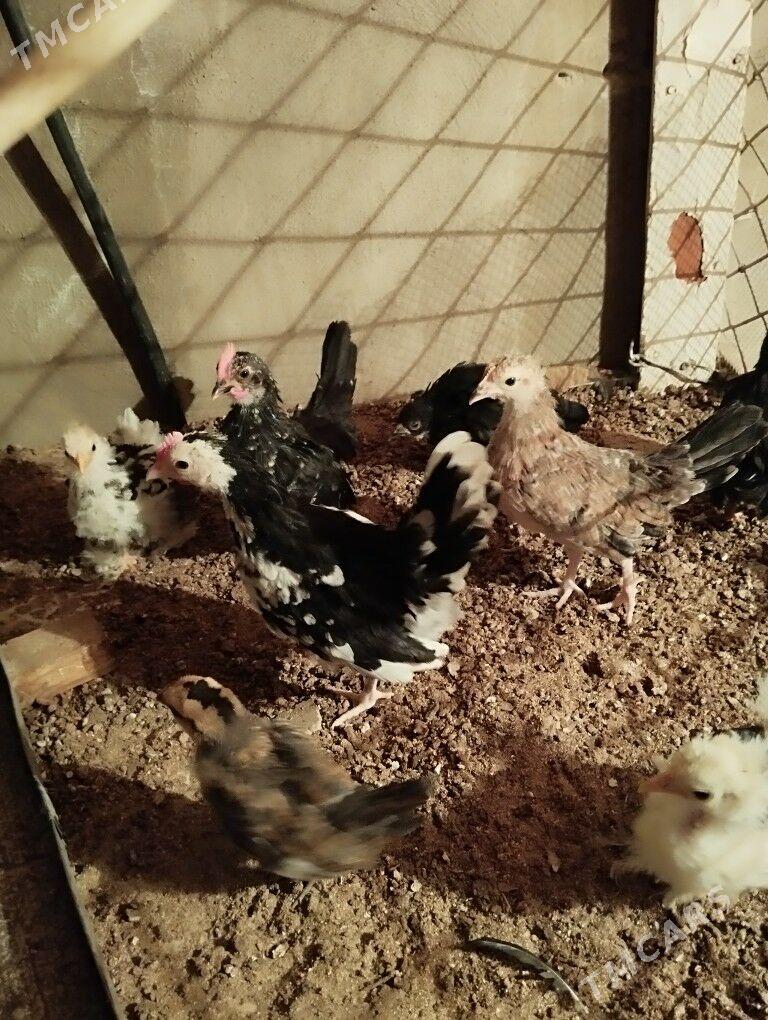 karlik juje - Balkanabat - img 1