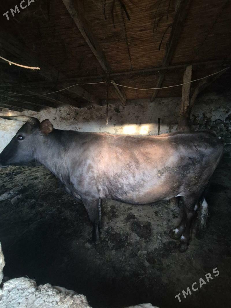 Sygyr - Берекет - img 1