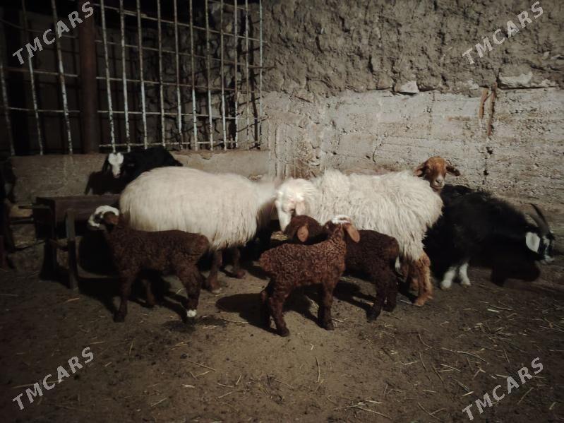 Guzyly goyun - Balkanabat - img 1