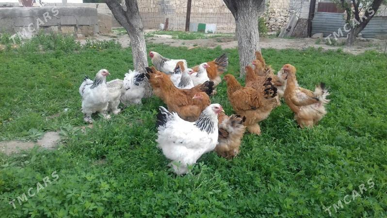 Brama - Gyzylarbat - img 1