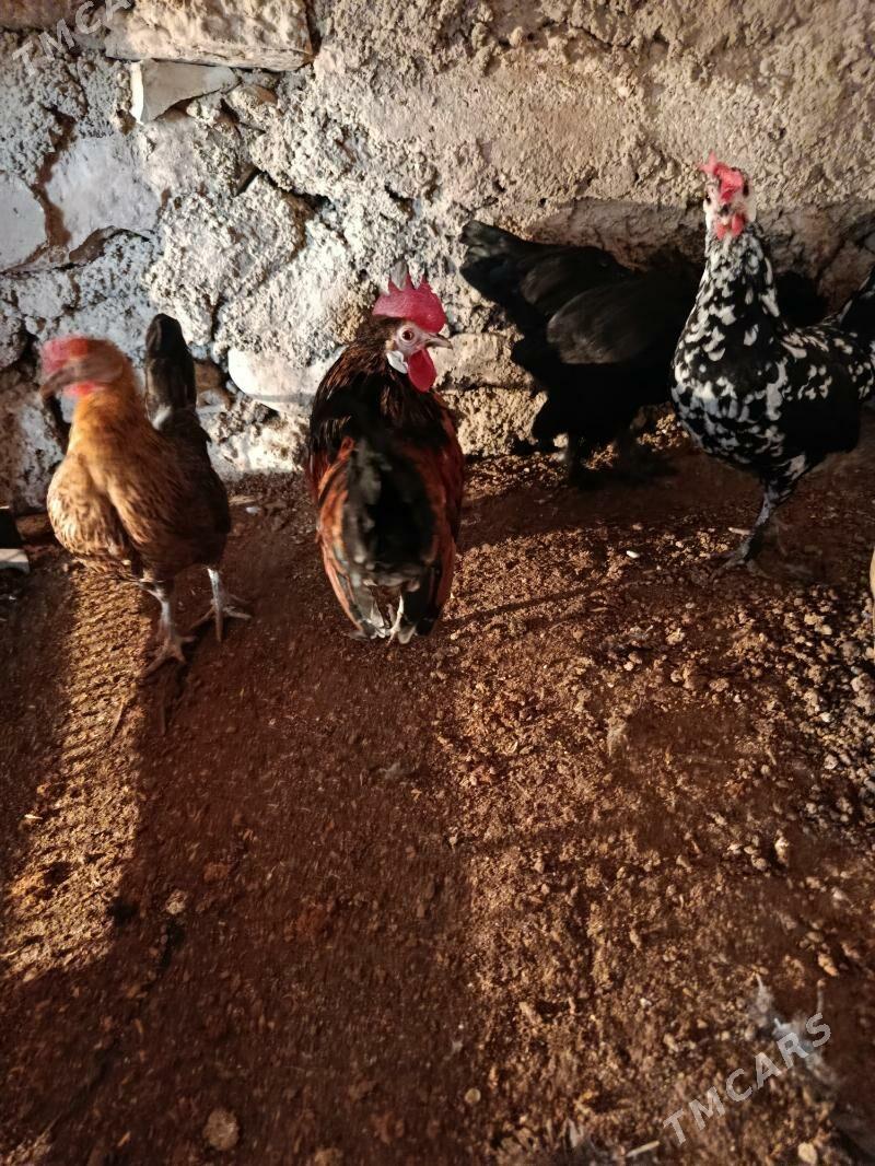 karlik towuk - Balkanabat - img 1