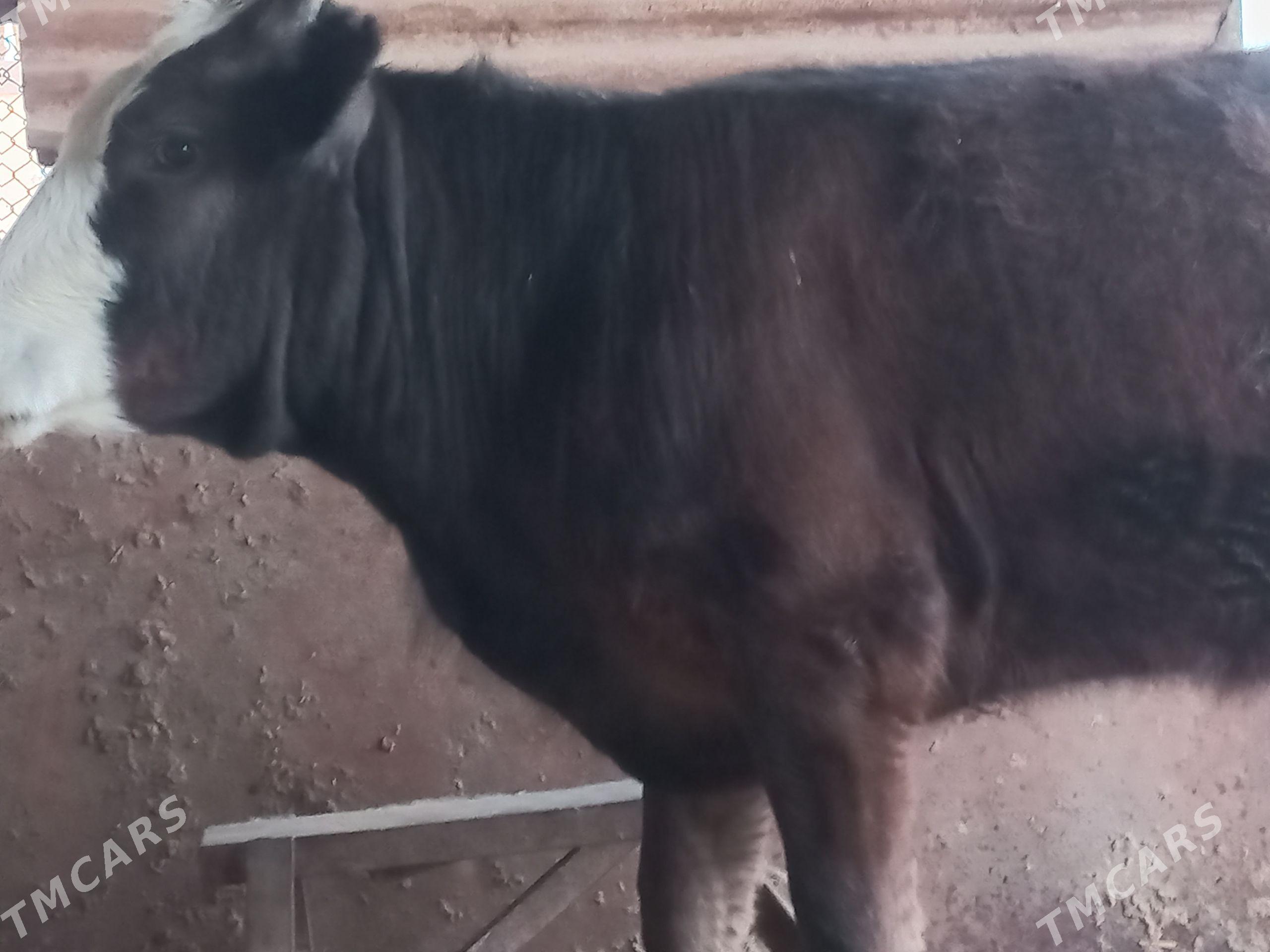 okiz - Гумдаг - img 1