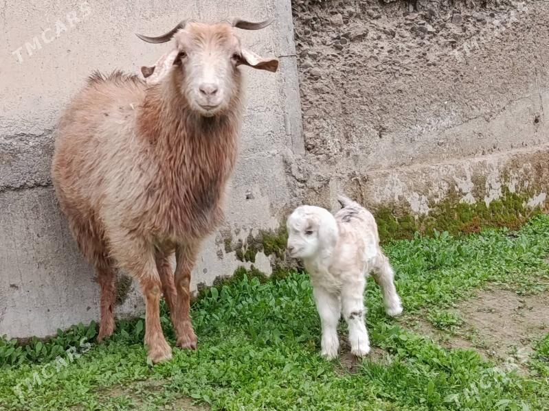 Owlakly gechi - Gökdepe - img 1