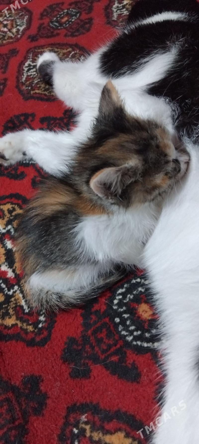 Отдам в хорошие руки котят - Туркменабат - img 1