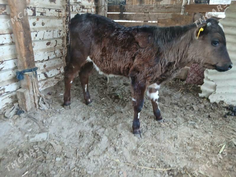 Okuz - Ашхабад - img 1