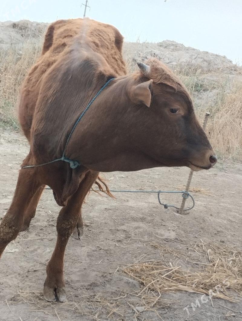 Okuz - Туркменабат - img 1