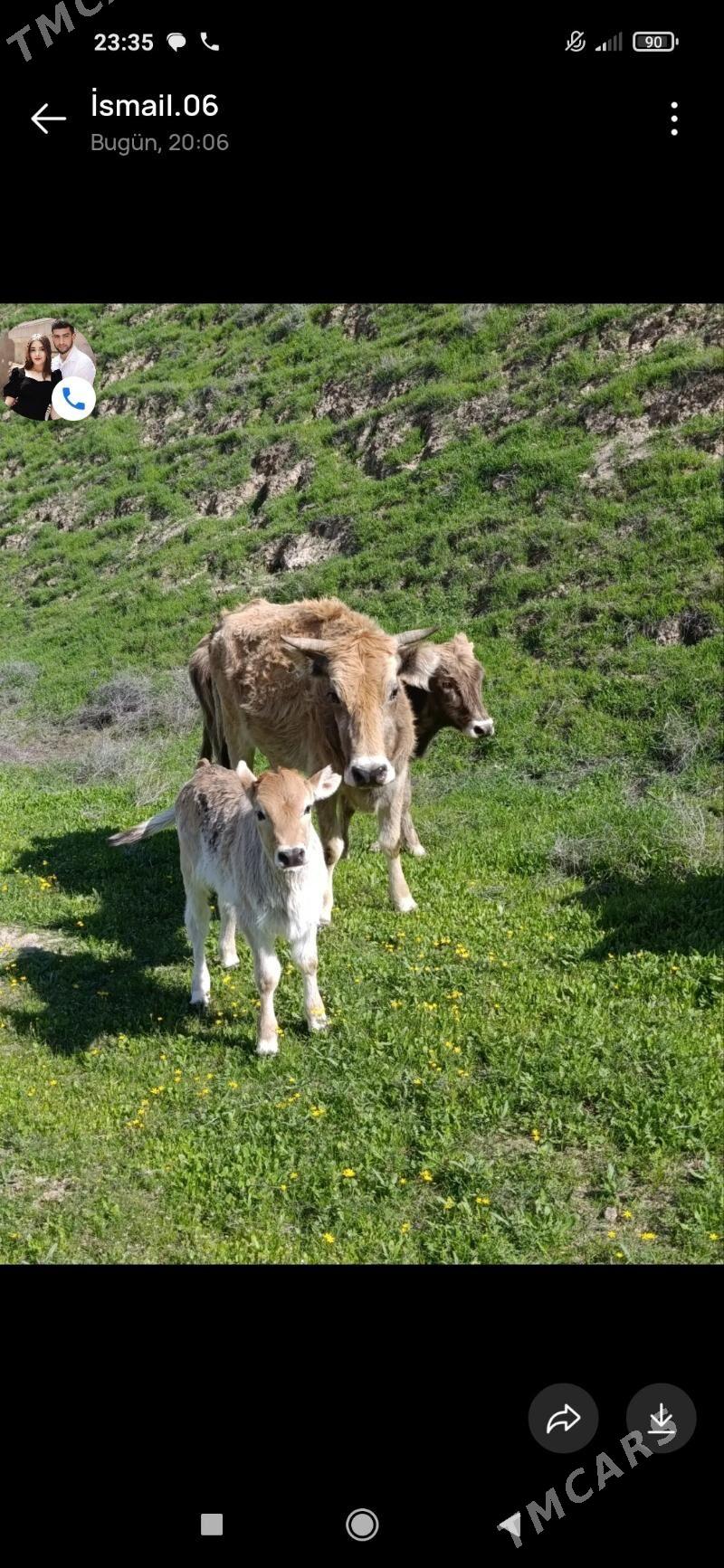 tanaly sygyr - Эсенгулы - img 1