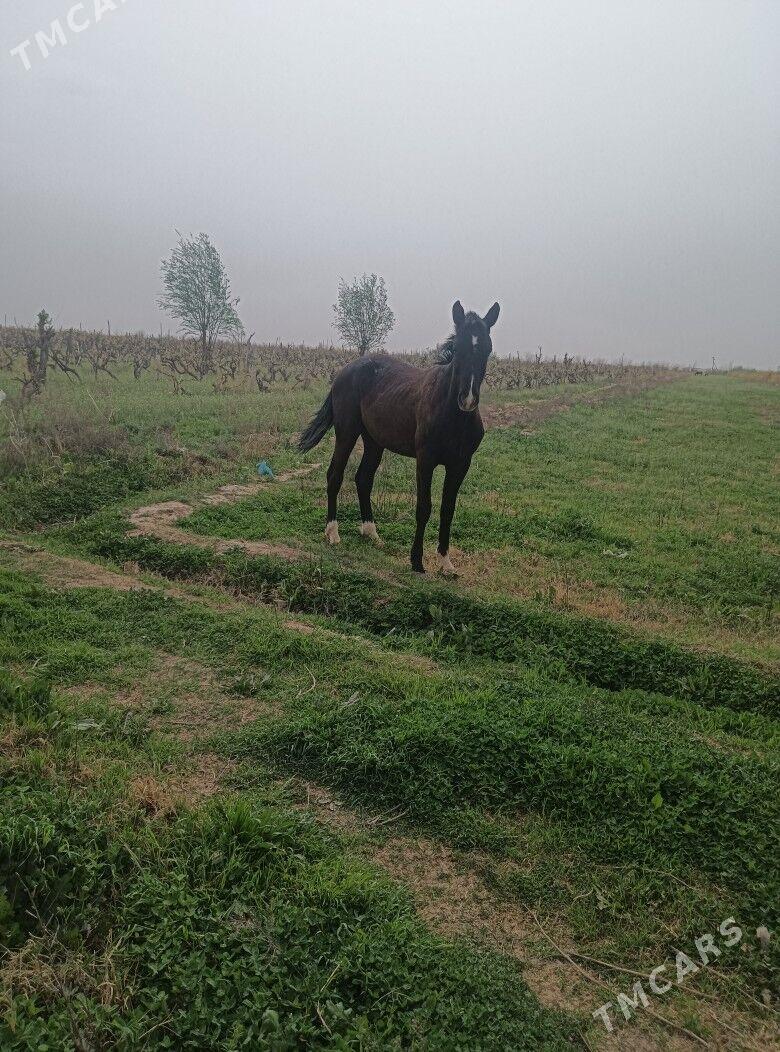 At - Wekilbazar - img 1