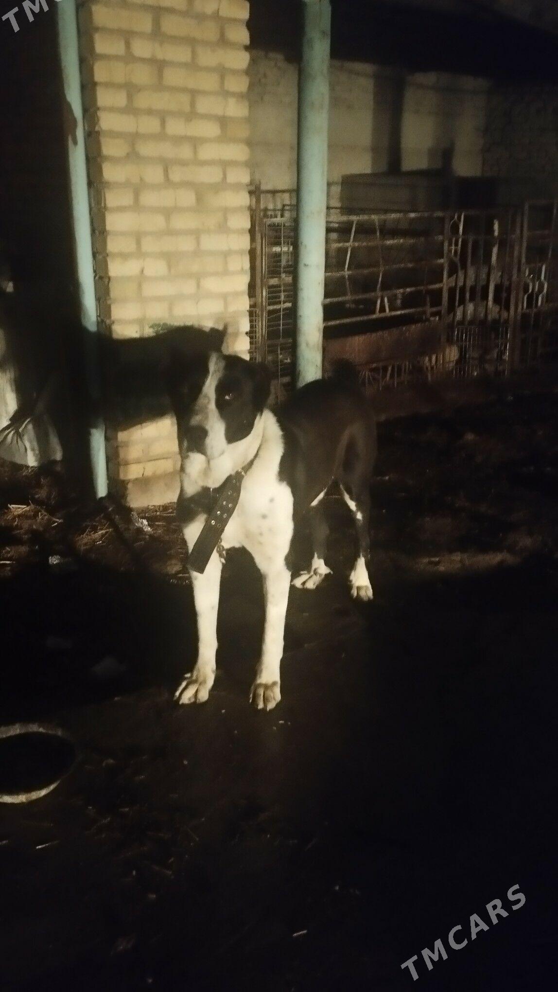 turkmen alabay - Kaka - img 1