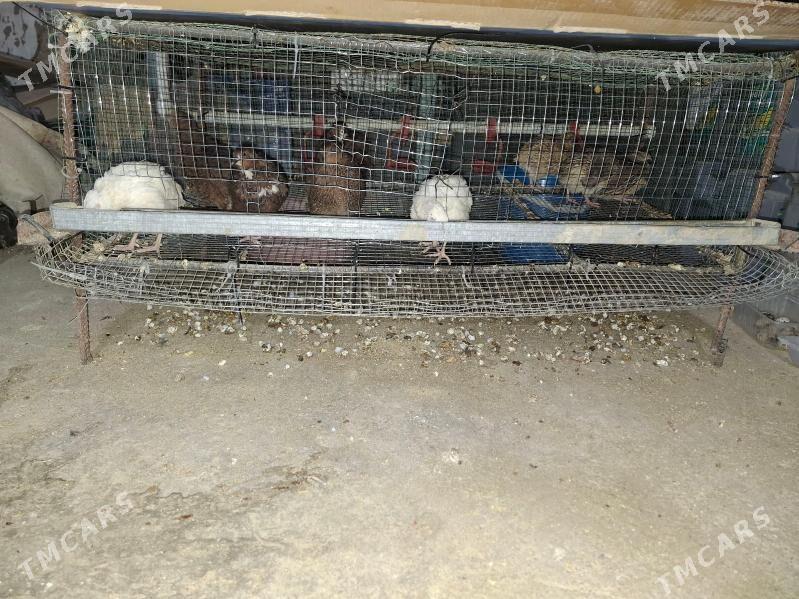 Bedene - Гумдаг - img 1