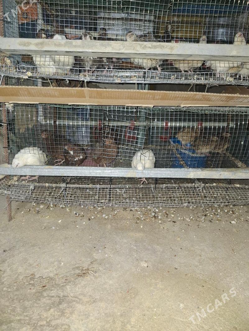 Bedene juyje - Gumdag - img 1