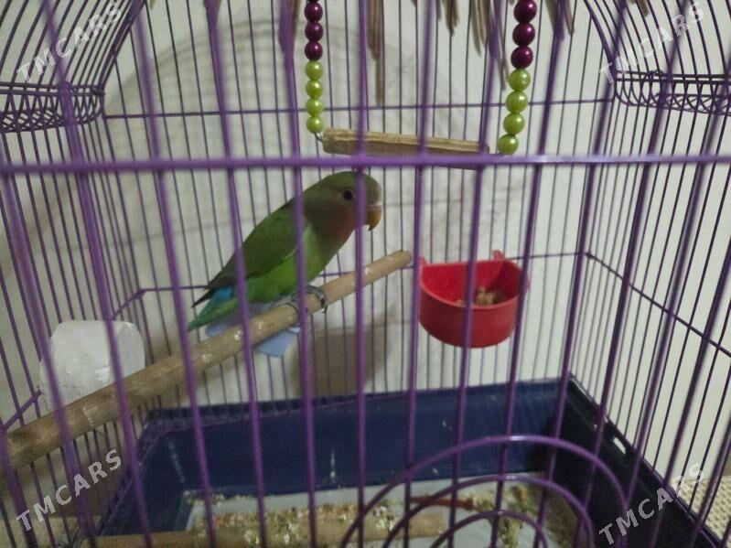 неразлучник,nerazluçnik - 2 mkr - img 1