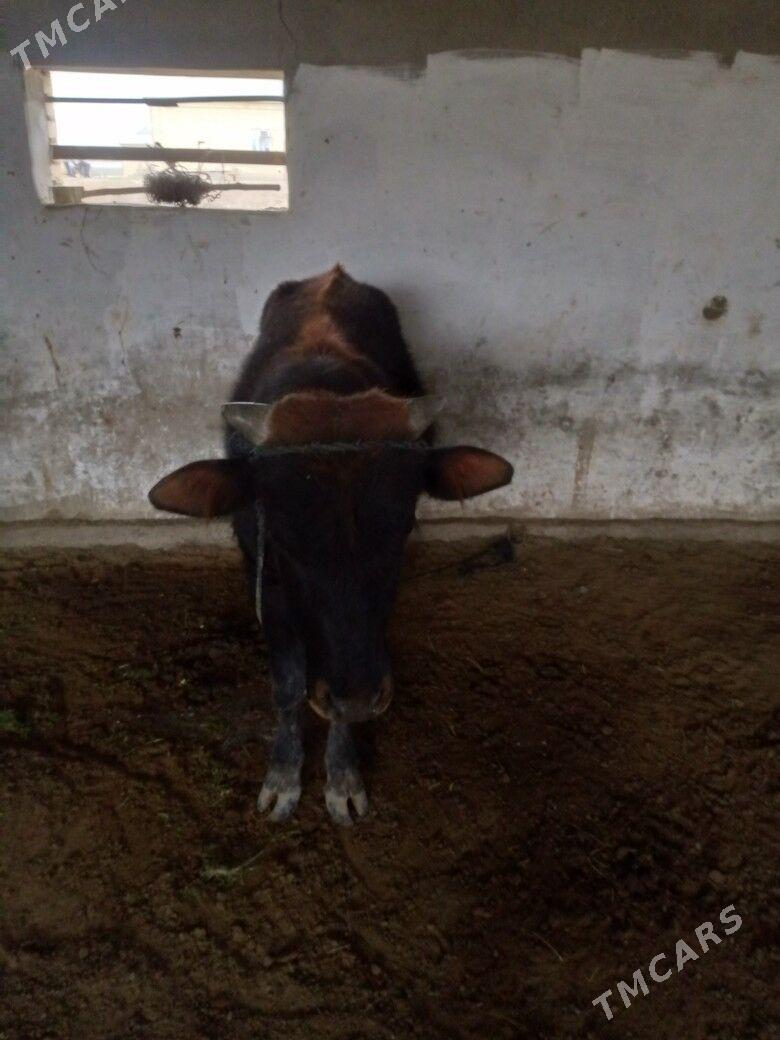 Öküz - Mary - img 1