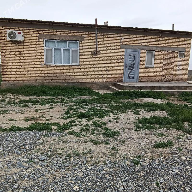 Satlyk jay - Kaka - img 1