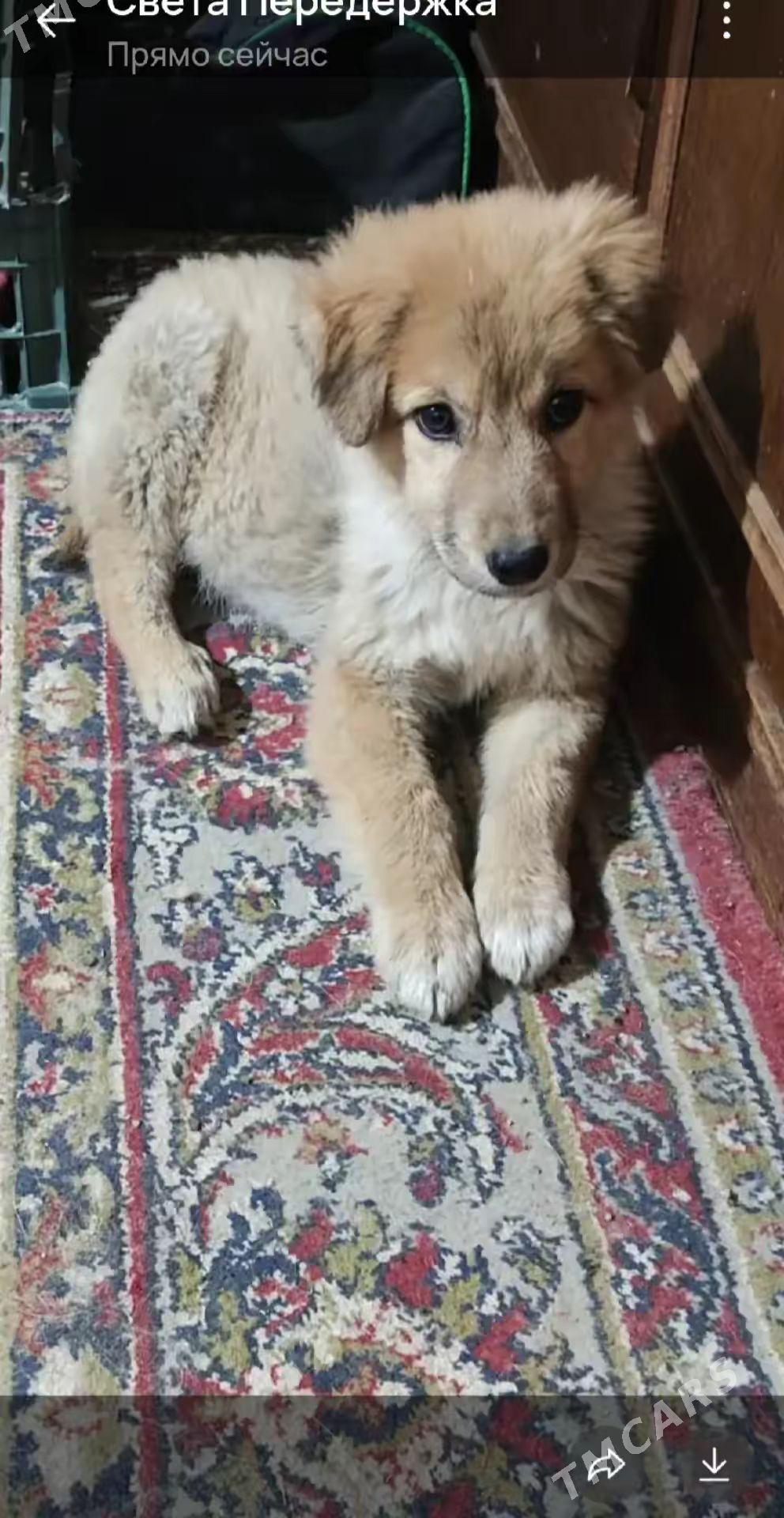 собака - Aşgabat - img 1