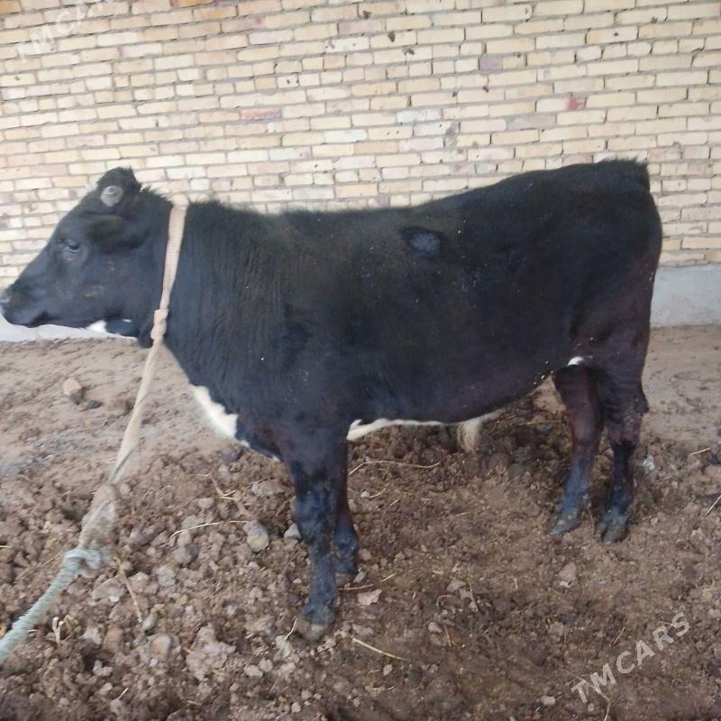 10 AYLYK PARODNY OKUZ - Чарджоу - img 1