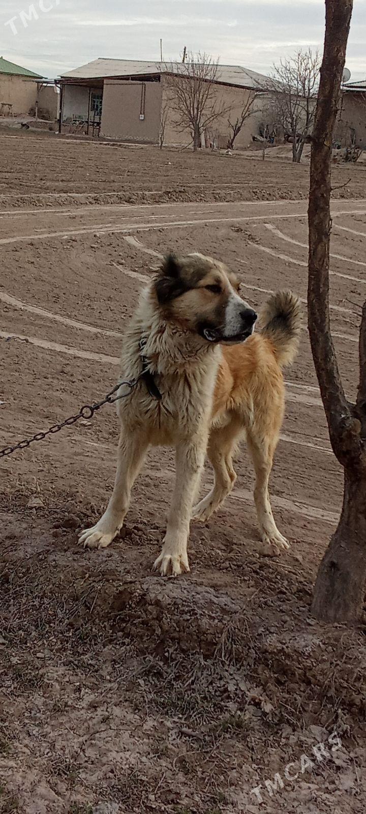 Alabaý - Daşoguz - img 1