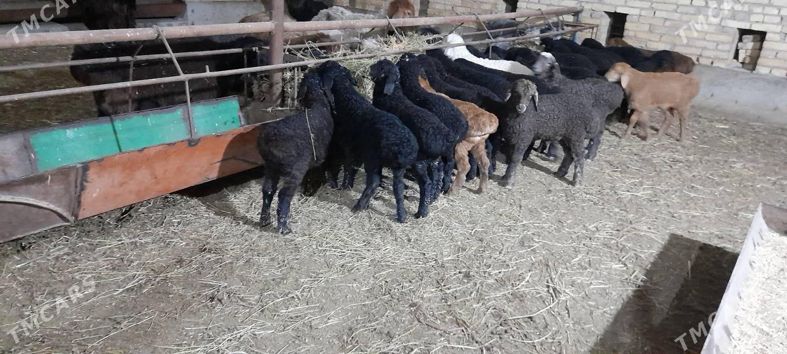 kuzylar - Çärjew - img 1