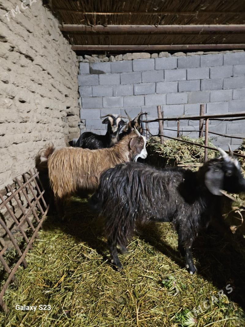 çebiş - Magtymguly - img 1