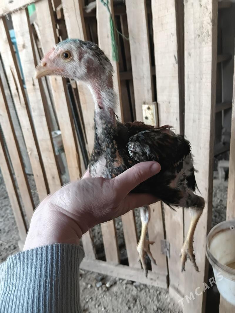 juje horaz towuk - Дашогуз - img 1