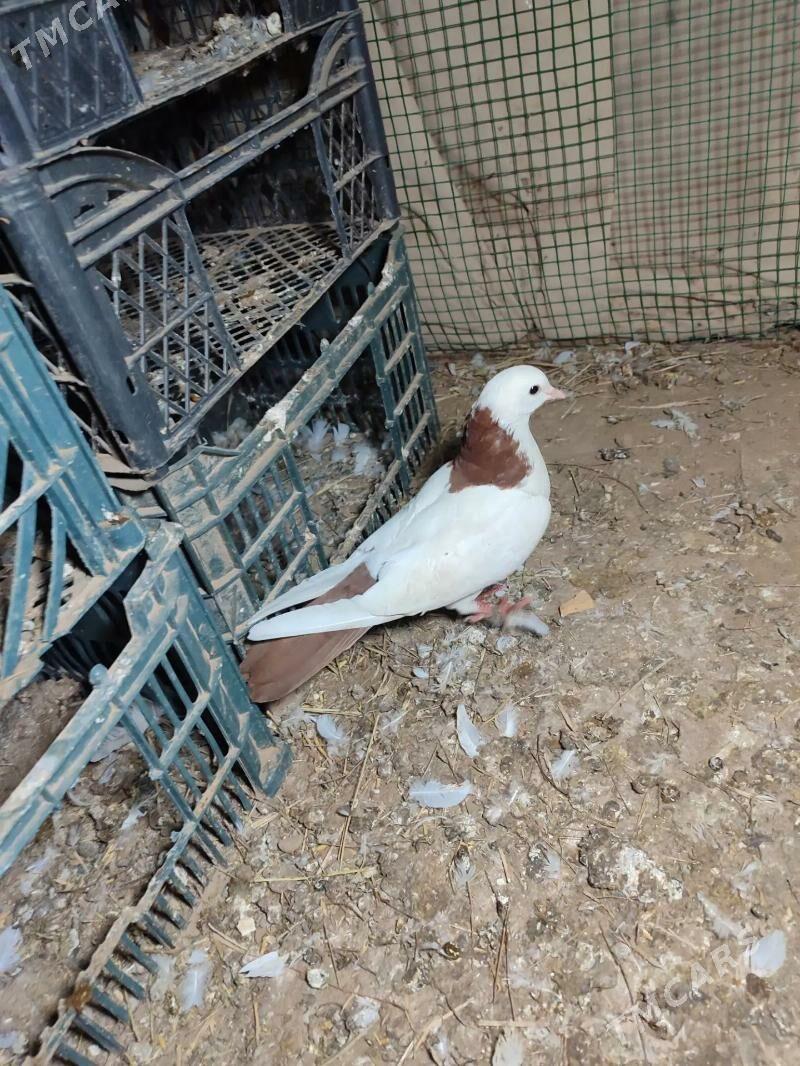 kepderi - Векильбазар - img 1