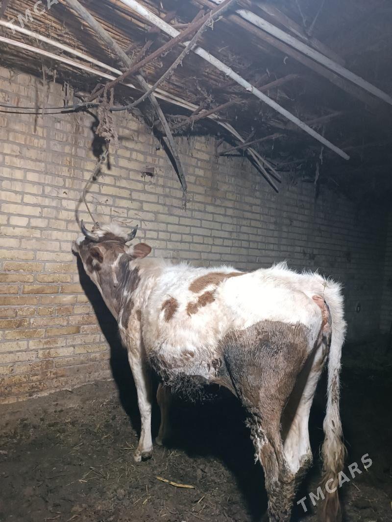 симентал богаз унаджын - Çärjew - img 1