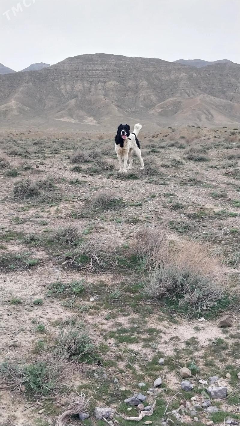 garabas - Берекет - img 1