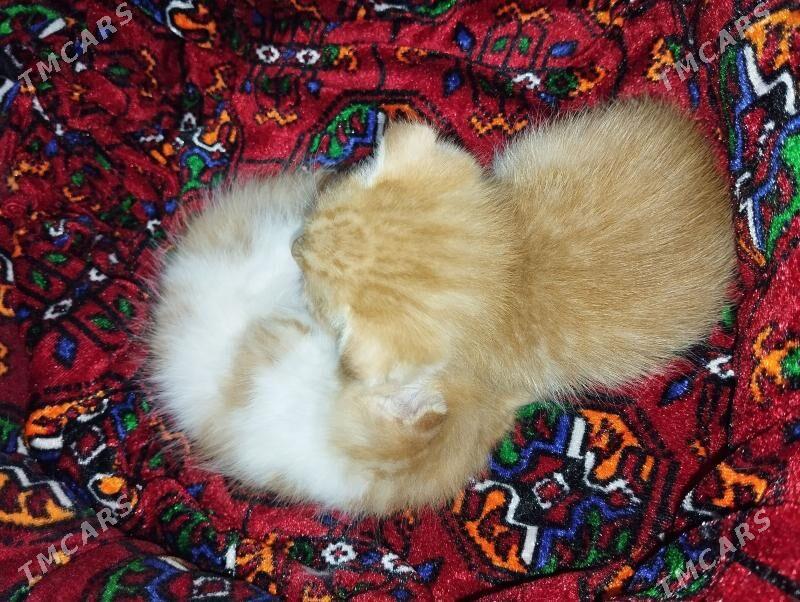 Вислоушка - Сейди - img 1